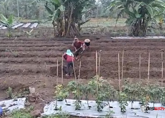 Hujan Deras Guyur Lereng Merapi, Petani Kepuharjo Kembali Tanam Jagung dan Kacang Tanah