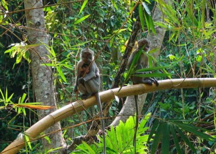 Masuk Pemukiman, Warga Gusar; Monyet Ekor Panjang Serang Lahan Pertanian di Wilayah Imogiri hingga Mangunan