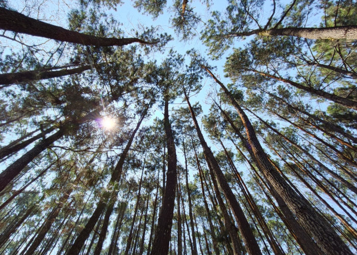 Hutan Pinus Mangunan Tetap Jadi Primadona Libur Sekolah, Wisatawan Andalkan Akses Mudah dan Spot Foto Menarik