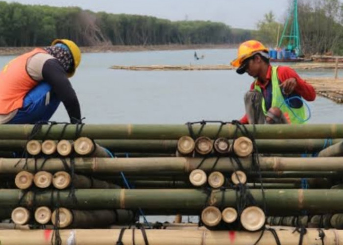 Ternyata Begini Tujuannya! 10 Juta Bambu Jadi Rahasia Konstruksi Tol Semarang-Demak