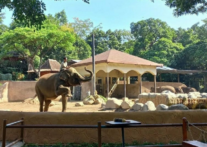 Belajar Sambil Liburan di Wisata Terbaru 2024 Gembira Loka Zoo Jogja, Ada Harga Tiket dan Daya Tariknya