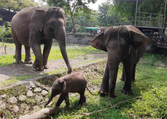 Info Lengkap Jam Operasional, Paket Buka Puasa, dan Promo Tiket Wisata Ramadan 2026 di Gembira Loka Zoo