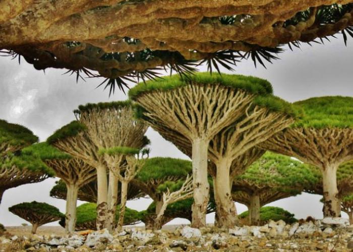 Pulau Socotra: Harta Karun Alam Semesta yang Tersembunyi