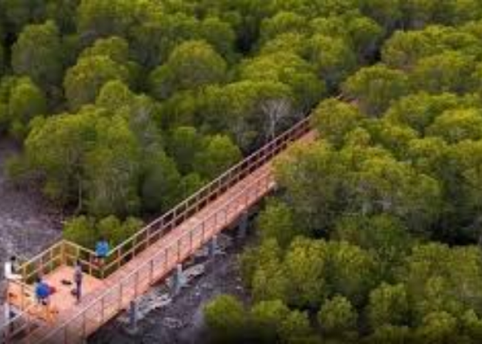 Wisata Mangrove Banyuwangi Cocok Dijadikan Tempat Menjelajahi Lorong Hijau Eksotis 