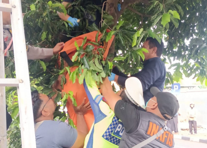 Pria Muda Ditemukan Tewas Gantung Diri di Pohon Dekat Sekolah Yogyakarta