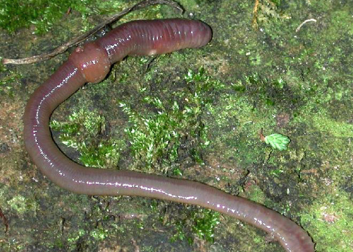 10 Jenis Cacing Tanah yang Menakjubkan dan Peranannya dalam Ekosistem