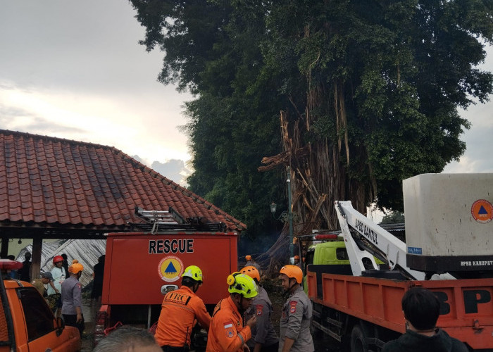 Pohon Beringin Berusia 500 Tahun Tumbang di Kompleks Masjid Gedhe Mataram Kotagede