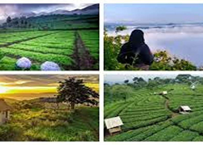 Wajib Kunjungi 2025! Mari Eksplorasi Destinasi Wisata Bojonegoro, Panorama Keindahan Alam Memikat Mata