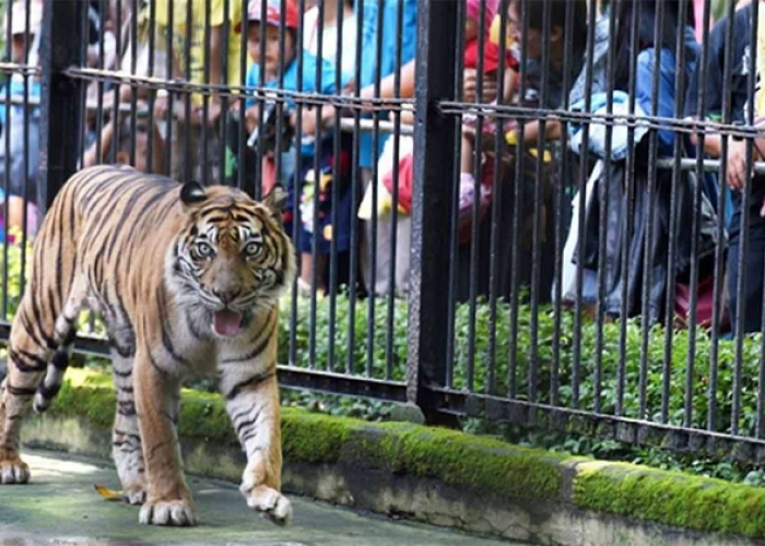 Harga Tiket Masuk Kebun Binatang Surabaya (KBS) Terbaru Beserta Tarif Wahana Permainannya