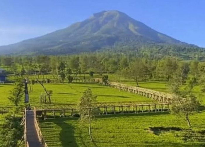 Kebun Teh Tambi Sikatok? Destinasi Wisata Terbaru 2024 Wonosobo Buat Libur Lebaran, Simak Lokasi dan Pesonanya