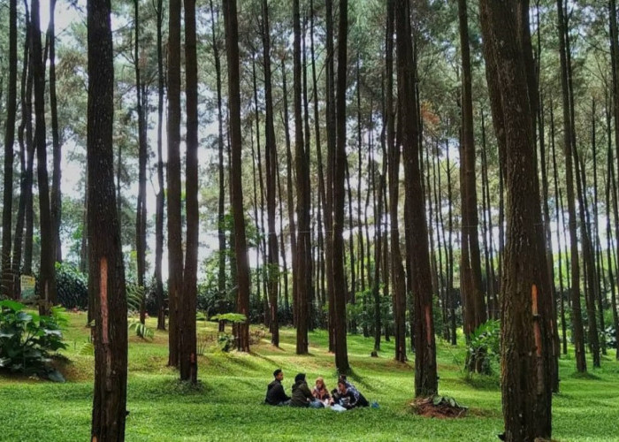 Masih Hitz Sebagai Wisata Terbaru 2024, Pesona Alam Hutan Pinus Prabanlintang Bikin Betah 