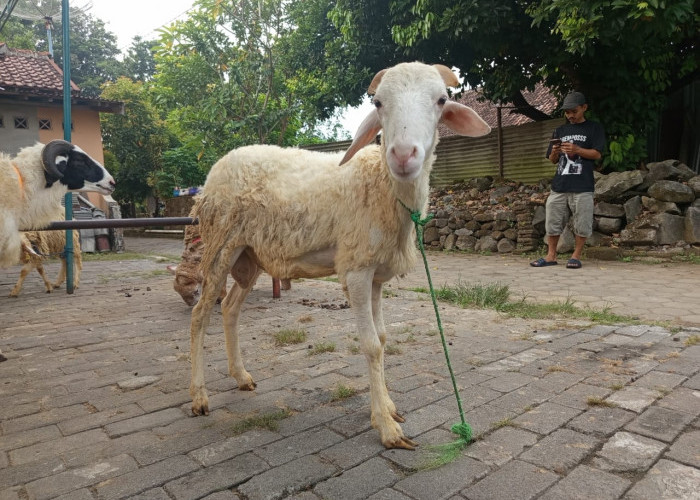 Sengaja Sediakan Domba Ekonomis, Kandang Wedus Mas JuwanBuka Peluang Kurban Untuk Semua Kalangan