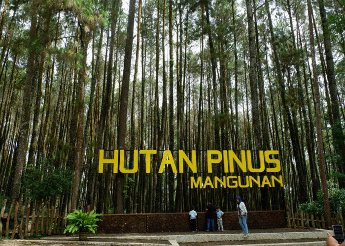 Pesona Eksotis Wisata Terbaru 2024 Hutan Pinus Mangunan Jogja, Banyak Spot Foto Menarik