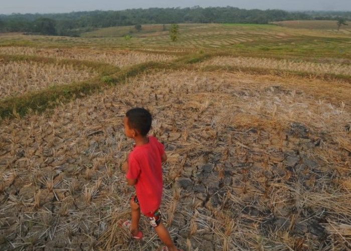 Selokan Mataram Ditutup, 1.068,6 Hektare Lahan di Sleman Dibiarkan Terbengkalai