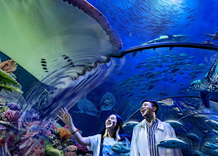Rayakan HUT Jakarta ke-499, Nikmati Promo Tiket Masuk Sea World Ancol yang Menggiurkan