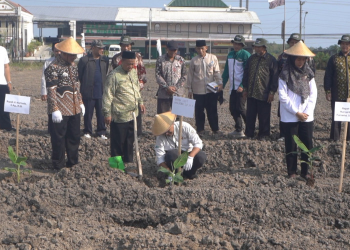Laznas BMH dan Baitul Wakaf Resmikan Program Pertanian Pisang Cavendish di Sleman