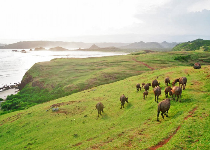 Wisata Alam Bukit Merese Lombok: Daya Tarik, Tiket Masuk dan Rute Perjalanan Lengkap