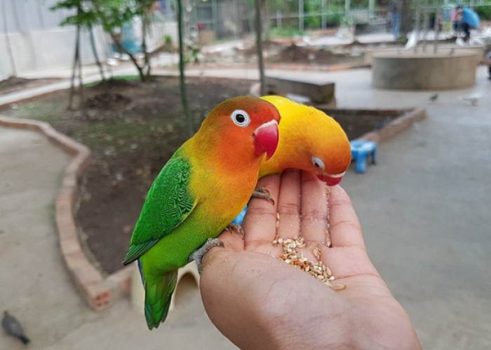 Lonjakan Pengunjung dan Koleksi Baru Palembang Bird Park, Cek Ulasan Lengkapnya Disini