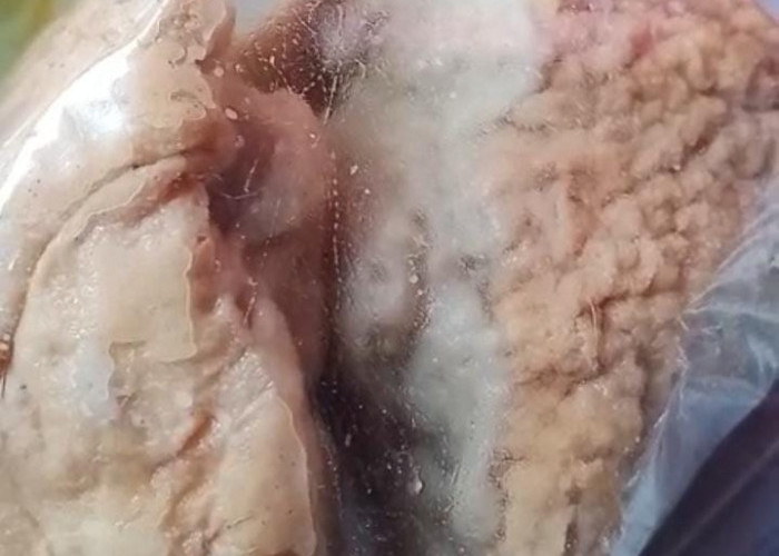 Viral di Media Sosial, Menu MBG Tahu Bakso Berbelatung Bikin Resah Wali Murid  Cikakak Brebes