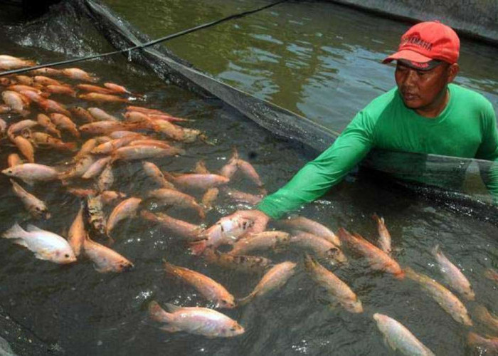 Tak Hanya Melaut, Bantul Bangun Kekuatan Nelayan dari Perahu hingga Pasar Ikan