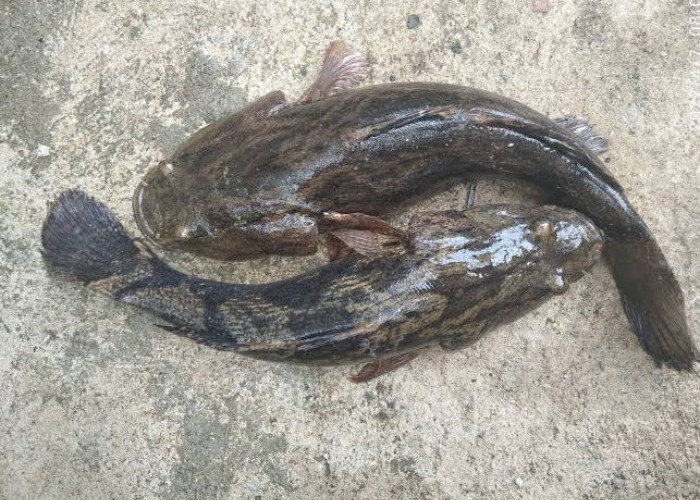 Ikan Belosoh, Penghuni Asli Sungai Progo yang Kian Langka, Warga  Ingin Populasinya Kembali