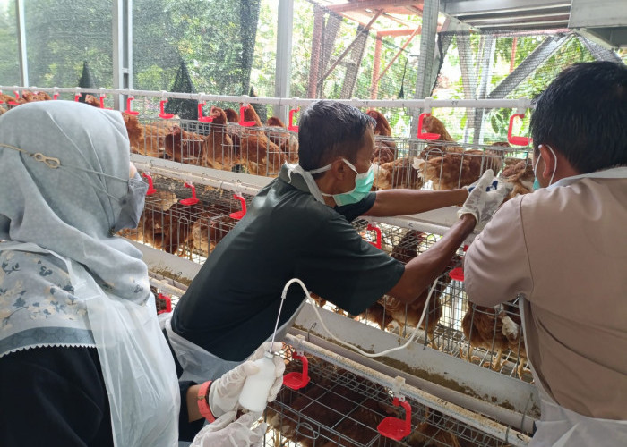 Yogyakarta Bebas Rabies dan PMK, Vaksinasi Hewan Gratis Berlanjut 2026