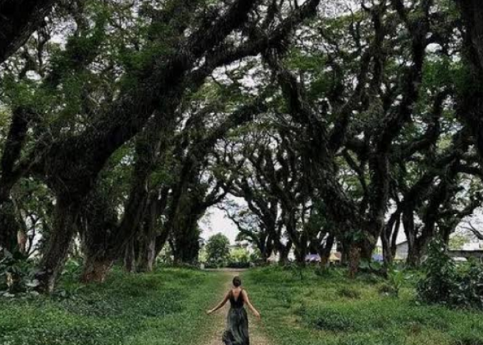 Menikmati Keajaiban Hutan Ala Negeri Dongeng, ini Beragam Aktivitas Seru di De Djawatan Banyuwangi