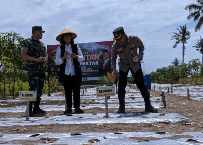 Ciptakan Ketahanan Pangan, DP3 Kabupaten Sleman Dorong Peningkatan Produksi Jagung