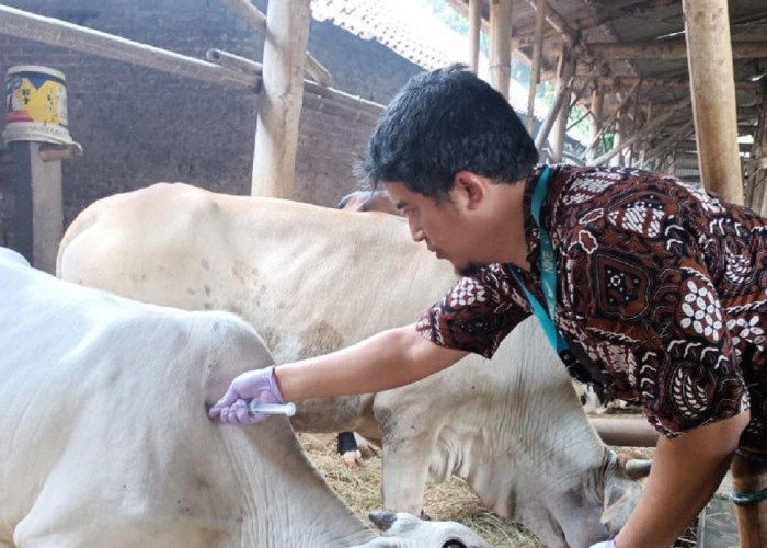 Cegah Perkembangan Kasus PMK, Pemkot Yogyakarta Kembali Lakukan Vaksinasi Ternak secara Intensif