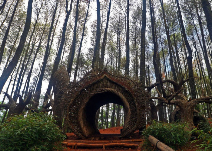 Jelajahi Wisata Terbaru 2024 Hutan Pinus Pengger, Pilihan Ideal Untuk Berlibur Bersama Keluarga di Bantul