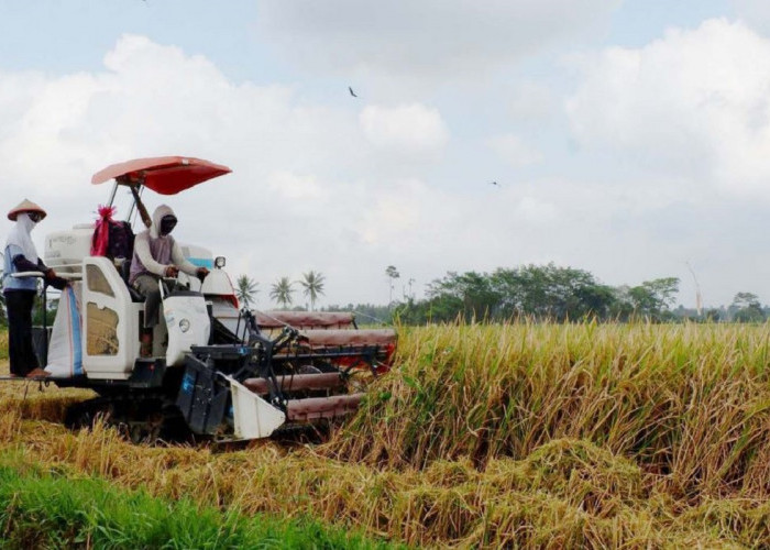 Upaya Jaga Kualitas Gabah, DPKP DIY Rekomendasikan Petani untuk Kerja Sama dengan Gapoktan