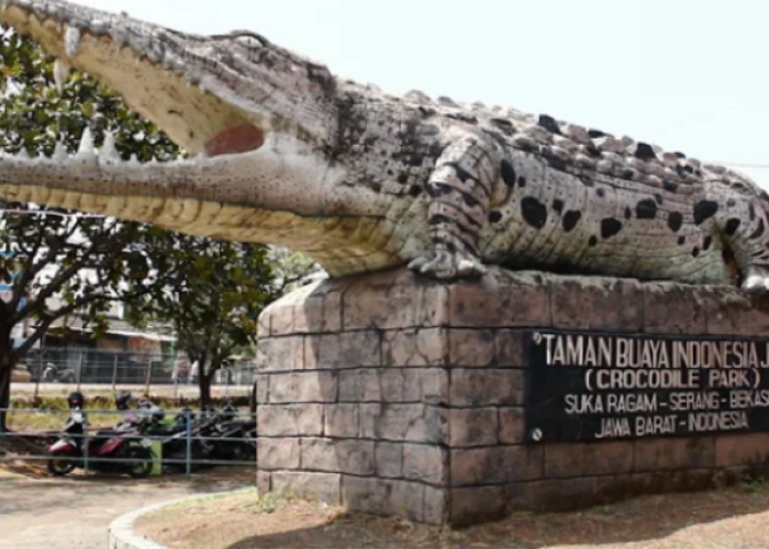 Lagi Hits! Ini Panduan Lengkap Wisata Taman Buaya Indonesia Jaya Bekasi: Tiket, Jam Buka & Daya Tariknya