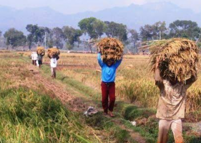 Produksi Padi di Yogyakarta Diperkirakan Akan Turun di Akhir Tahun 2024, Begini Kata Kepala Badan Pusat Statis