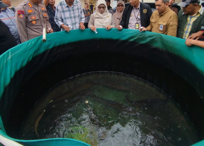 Ikan Asing Invasif Jadi Ancaman Ikan Lokal, DKP Kabupaten Bantul Perkuat Pengawasan