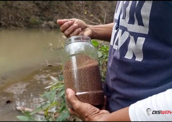 Suaka Perikanan di Bantul Mulai Jadi Atraksi Wisata, Warga Bisa Beri Makan Ikan di Sungai