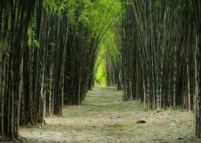 Mirip Hutan Bambu Sagano Jepang, Hutan Bambu Keputih Surabaya Tempat Refresing di Tengah Kota
