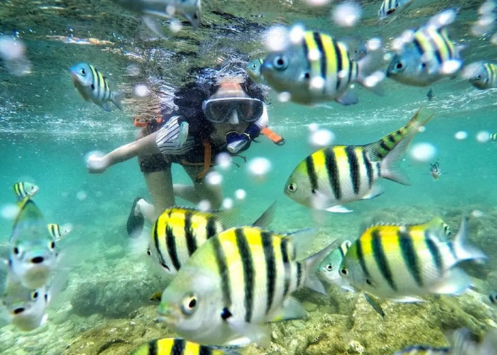 Mengintip Keindahan Biota Laut? Wisata Terbaru 2024 Pantai Yogyakarta dengan Spot Snorkeling Terbaik