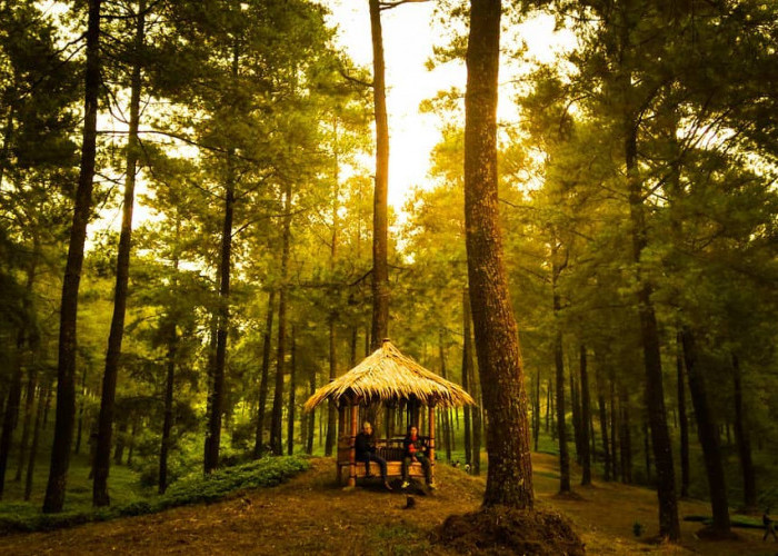 Cari Pemandangan Hijau Menenangkan? Coba Wisata Terbaru 2024 Hutan Pinus, Tersebar Merata di Penjuru Indonesia