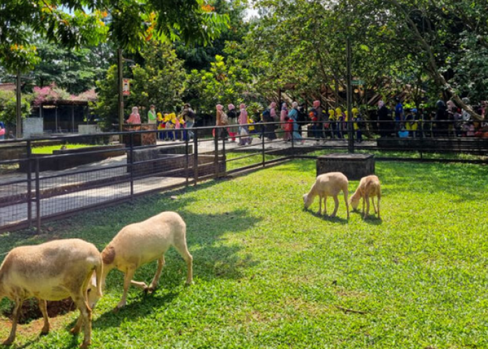 Berwisata Edukasi ke Kuntum Farmfield Bogor, Wisatawab Bisa Menanam Benih di Alam Terbuka