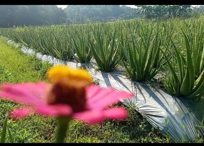 Budidaya Lidah Buaya Organik, Usaha Menarik yang Jarang Dilirik