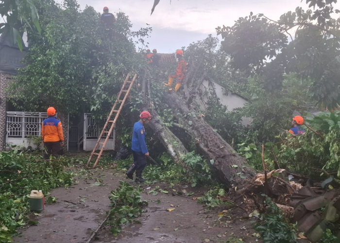 Hujan Lebat Picu Pohon Tumbang di Purbayan, Teras Rumah Rusak dan Kerugian Capai Rp15 Juta