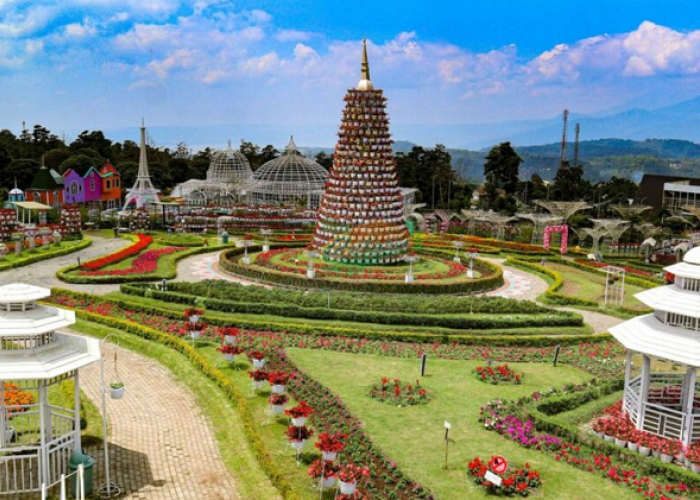 Pesona Berwisata Warna-Warni di Ungaran ke Taman Bunga Celosia Bandungan