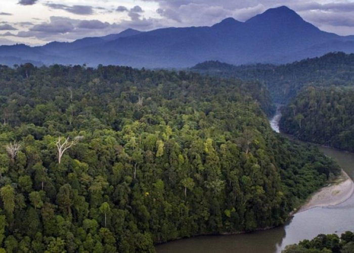 Petualangan Tak Terlupakan di Taman Nasional Gunung Leuser Surga Biodiversitas Dunia di Sumatra