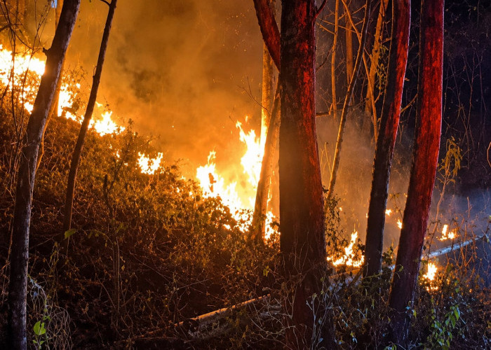 Kebakaran Lahan Di Gunungkidul Capai 49 Kejadian, Damkarmat Latih Warga
