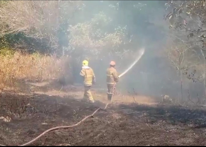 Hutan Ilalang Terbakar di Sembung Gamping, Berhasil Dipadamkan Damkar Sleman