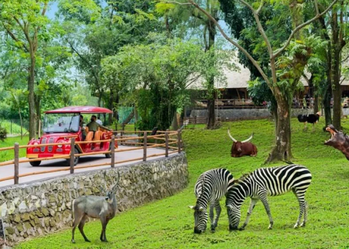 Petualangan Seru di Solo Safari, Berikut Informasi Lengkap Wisata Satwa Modern Mulai dari Promo Tiket Gratis A
