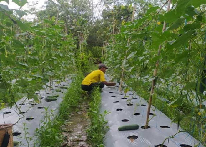 Hasil Panen Sayur di Paguyangan Tak Maksimal, Produksi Turun