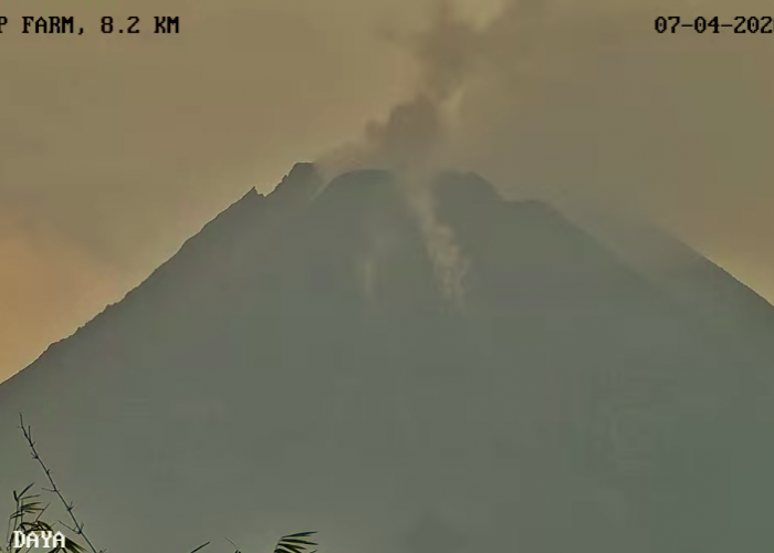 Awan Panas Guguran Gunung Merapi Luncur 1,8 Km, BPPTKG: Warga Jauhi Alur Sungai Berhulu Merapi