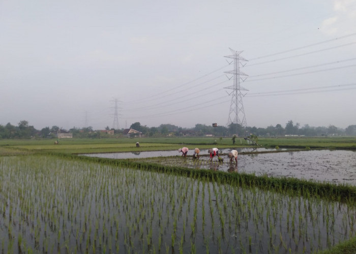 Kekeringan Diprediksi Terjadi, Petani Sleman Mulai Beralih Komoditas