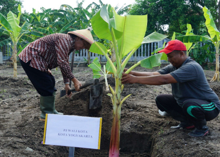 Potensi Tambah Pendapatan Daerah, Kebun Plasma Nutfah Pisang di Yogyakarta Mendapat Perhatian Khusus